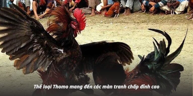 Thể loại Thomo mang đến các màn tranh chấp đỉnh cao