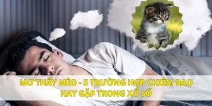 Mơ thấy mèo