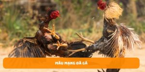 ảnh bìa màu mạng gà đá 33win