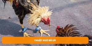 ảnh bía thuật ngữ đá gà 33win