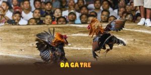 Đá gà tre