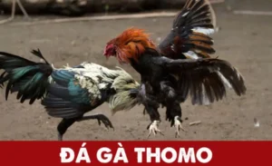 Hướng Dẫn Chi Tiết Chơi Đá Gà Thomo Tại 77ball