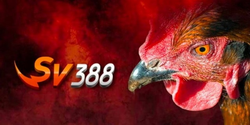 SV388 luôn tập trung vào việc cải thiện chất lượng sản phẩm