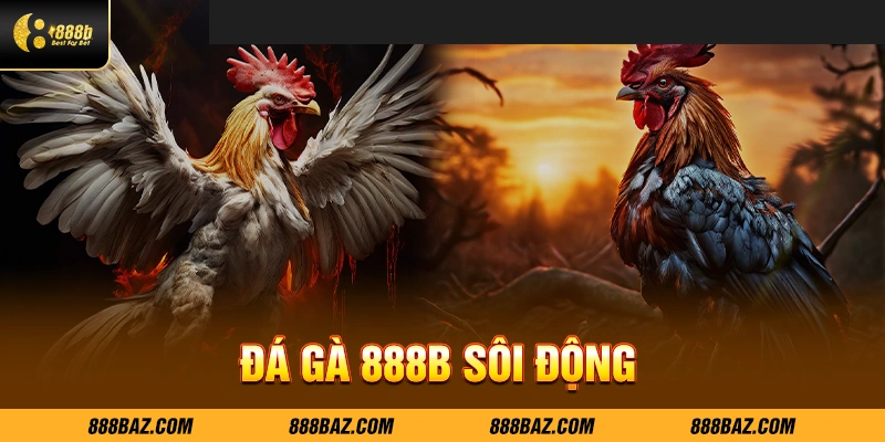 Đá gà 888B sôi động