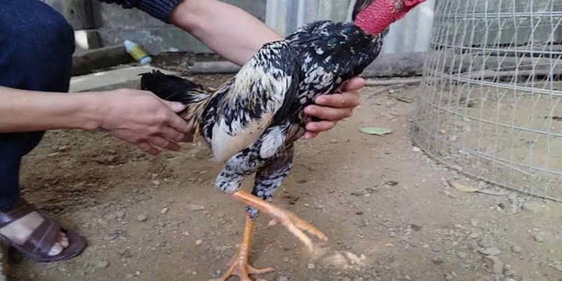 Đối với lông đùi của chiến kê