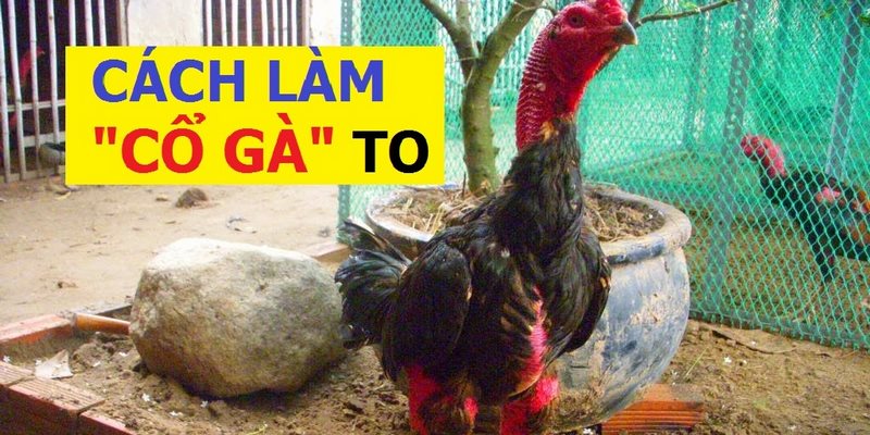 Cách Làm Cổ Gà Chọi To Của Những Sư Kê Hàng Đầu