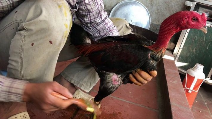 Cách nuôi gà đá đúng kỹ thuật giúp gà săn chắc và khoẻ mạnh