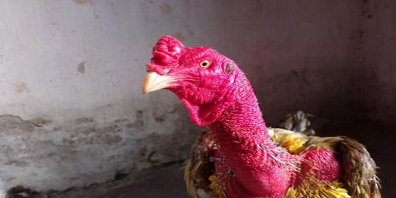 Hướng dẫn cách vần gà chọi chuẩn nhất