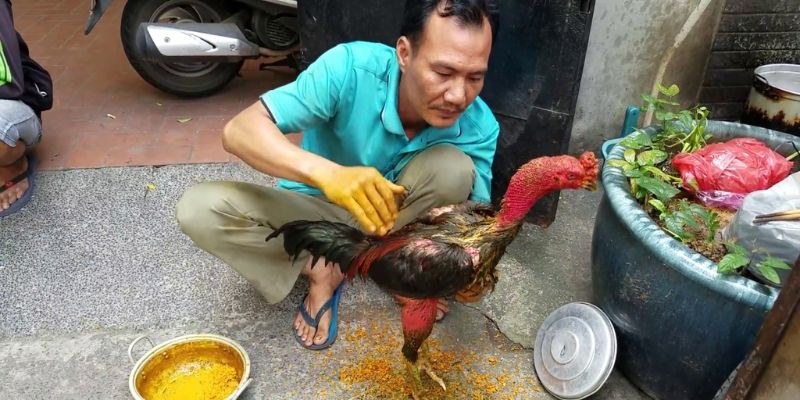 Cách Vào Nghệ Cho Gà Chọi - Hướng dẫn Chi Tiết