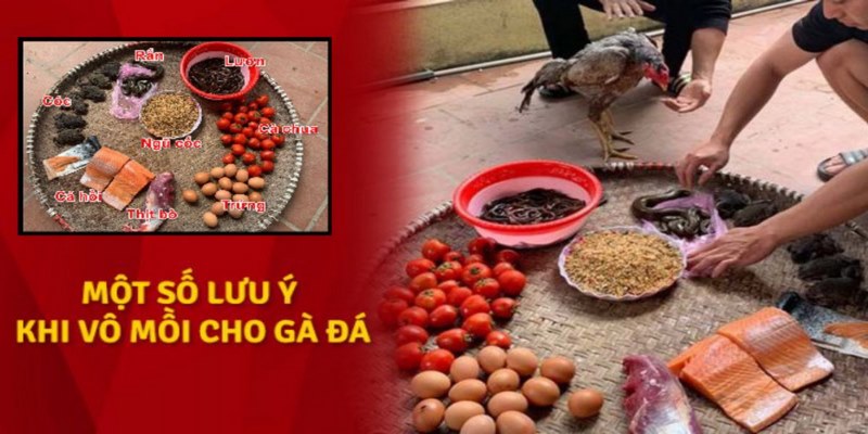 Bật Mí Cách Vô Mồi Cho Gà Đá Bằng Thức Ăn Cực Khỏe Tại 888B
