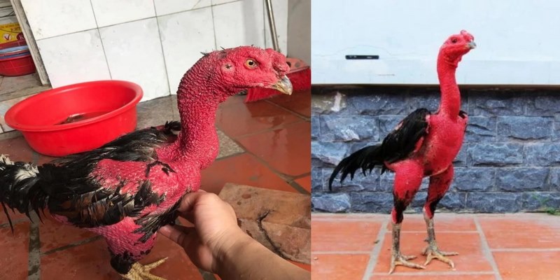 Đôi nét về cổ gà chọi