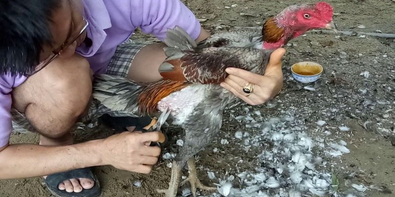 Lý do cần cắt lông gà chọi