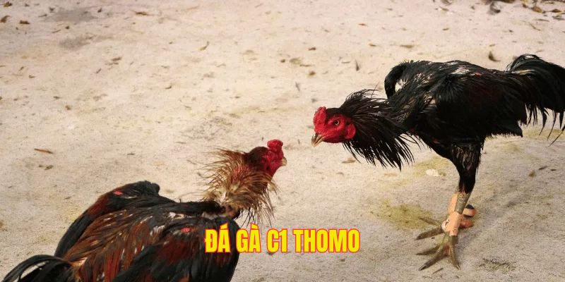 Đá gà C1 thomo