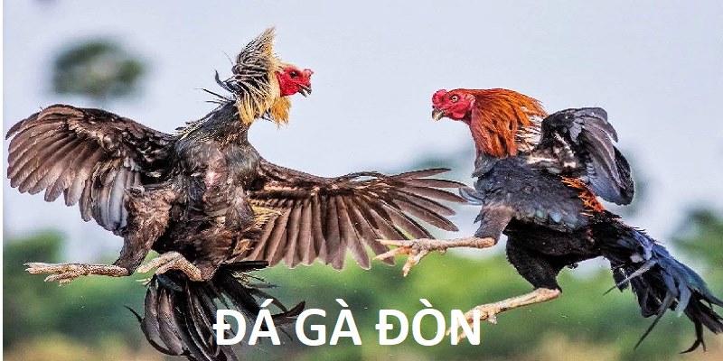 đá gà đòn