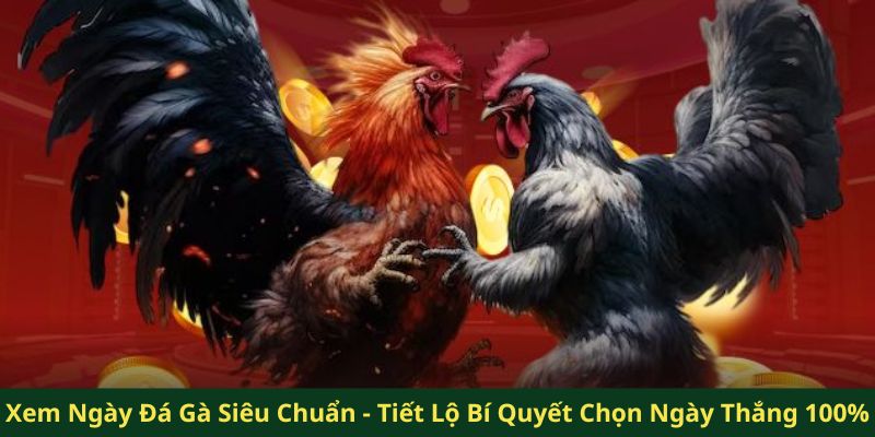 xem ngày đá gà