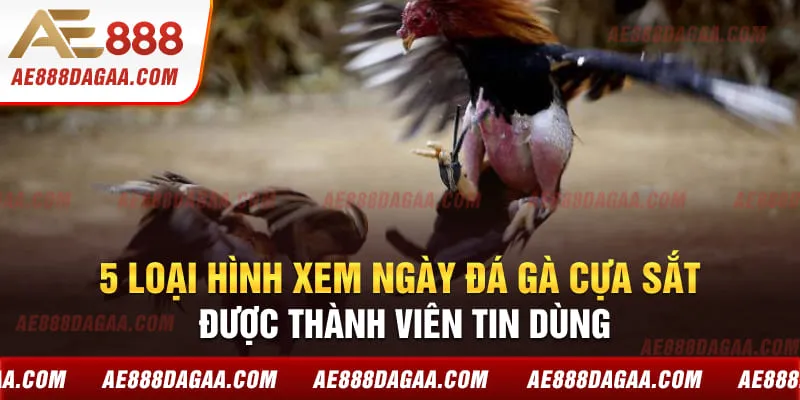 5 loại hình xem ngày đá gà cựa sắt được thành viên tin dùng