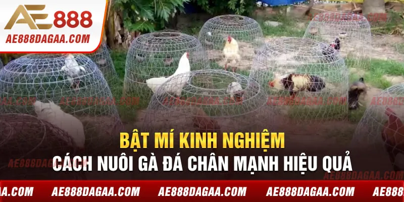 Bật mí kinh nghiệm cách nuôi gà đá chân mạnh hiệu quả
