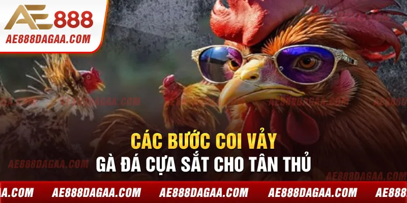 Các bước coi vảy gà đá cựa sắt cho tân thủ