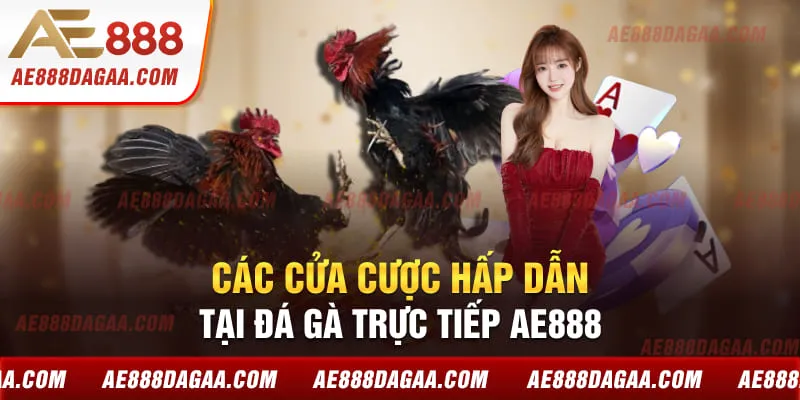 Các cửa cược hấp dẫn tại đá gà trực tiếp AE888