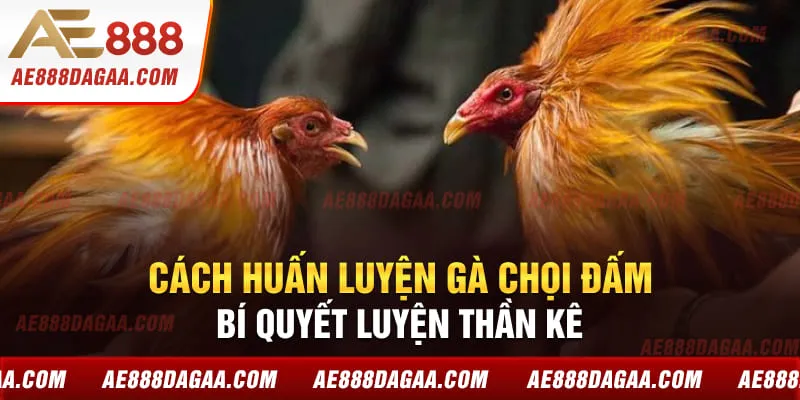 Cách Huấn Luyện Gà Chọi Đấm - Bí Quyết Luyện Thần Kê