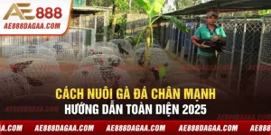 Cách Nuôi Gà Đá Chân Mạnh - Hướng Dẫn Toàn Diện 2025