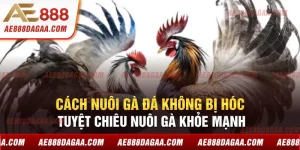 Cách Nuôi Gà Đá Không Bị Hóc - Tuyệt Chiêu Nuôi Gà Khỏe Mạnh