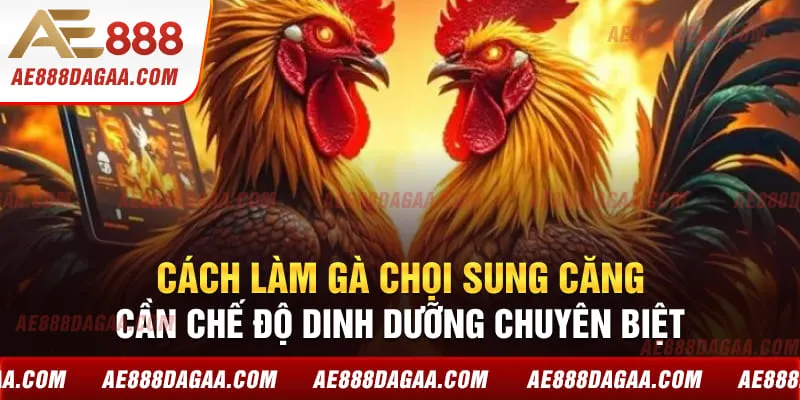 Cách làm gà chọi sung căng cần chế độ dinh dưỡng chuyên biệt