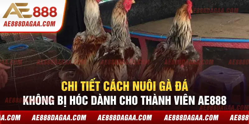 Chi tiết cách nuôi gà đá không bị hóc dành cho thành viên AE888