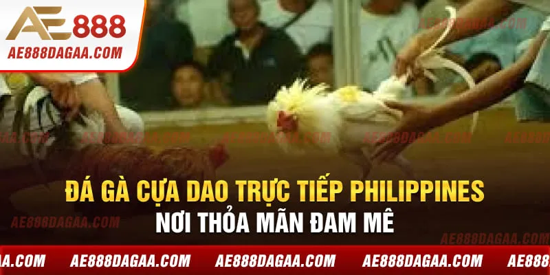 Chinh phục đá gà cựa dao Philippines với những mẹo đơn giản