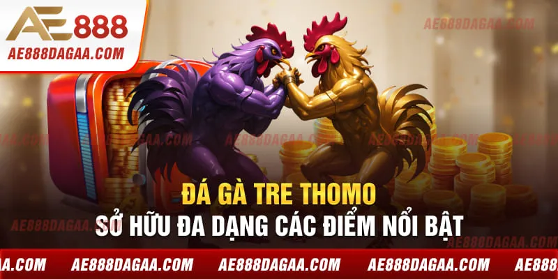 Gà đá Thomo sở hữu tính chuyên nghiệp cùng quy mô tổ chức