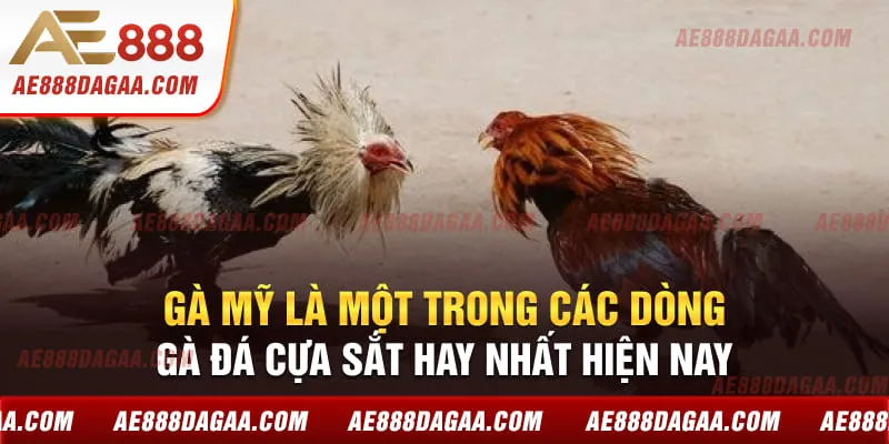 Gà Mỹ là một trong các dòng gà đá cựa sắt hay nhất hiện nay