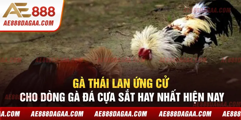 Gà Thái Lan ứng cử cho dòng gà đá cựa sắt hay nhất hiện nay