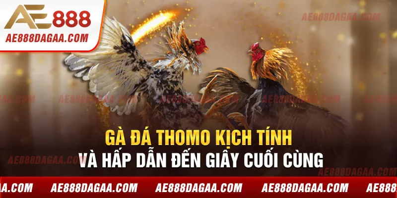 Gà đá Thomo kịch tính và hấp dẫn đến giây cuối cùng