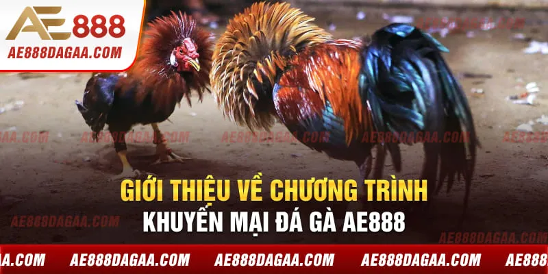 Giới thiệu về chương trình khuyến mại đá gà AE888