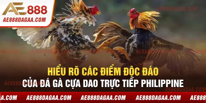 Hiểu rõ các điểm độc đáo của đá gà cựa dao trực tiếp Philippine