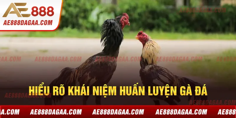 Hiểu rõ khái niệm huấn luyện gà đá