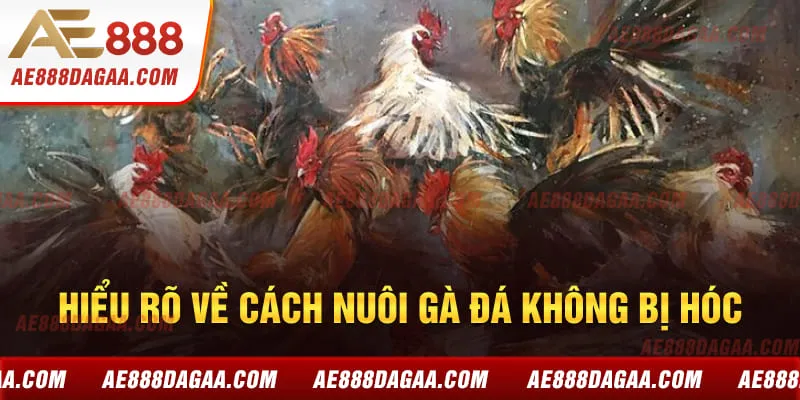 Hiểu rõ về cách nuôi gà đá không bị hóc