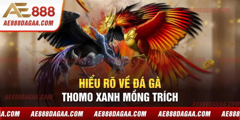 Hiểu rõ về đá gà Thomo Xanh Mồng Trích