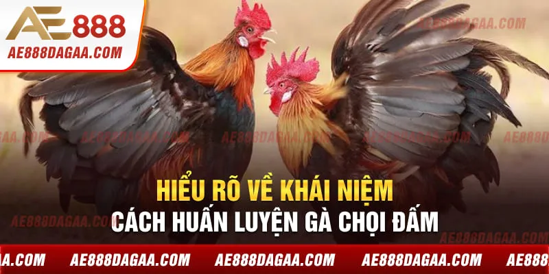 Hiểu rõ về khái niệm cách huấn luyện gà chọi đấm