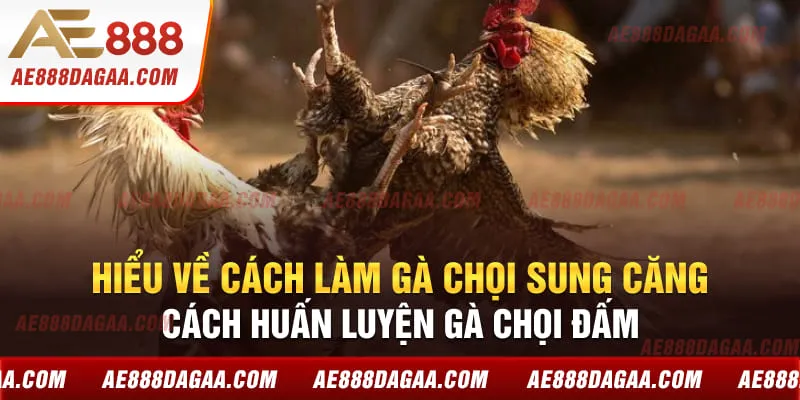 Hiểu về cách làm gà chọi sung căng