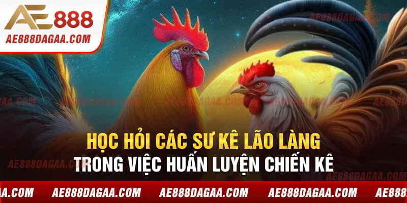 Học hỏi các sư kê lão làng trong việc huấn luyện chiến kê