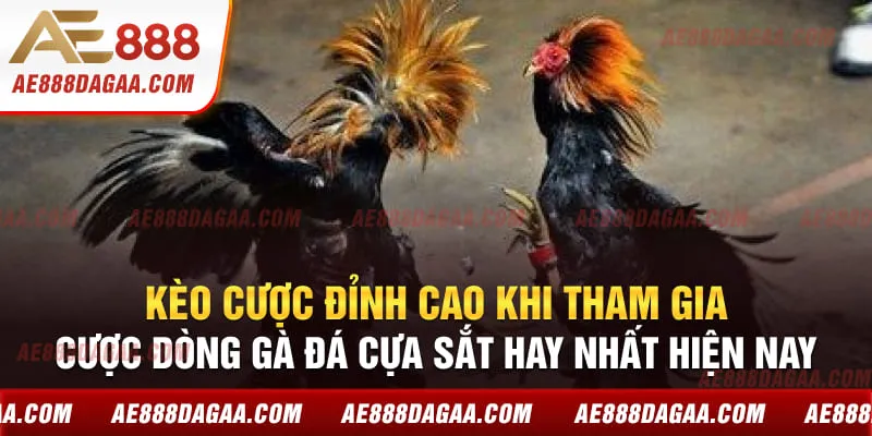 Kèo cược đỉnh cao khi tham gia cược dòng gà đá cựa sắt hay nhất hiện nay