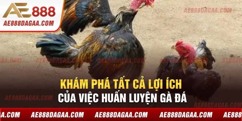 Khám phá tất cả lợi ích của việc huấn luyện gà đá