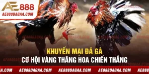 Khuyến Mại Đá Gà - Cơ Hội Vàng Thăng Hoa Chiến Thắng