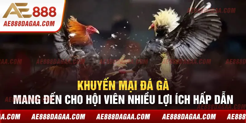 Khuyến mại đá gà mang đến cho hội viên nhiều lợi ích hấp dẫn