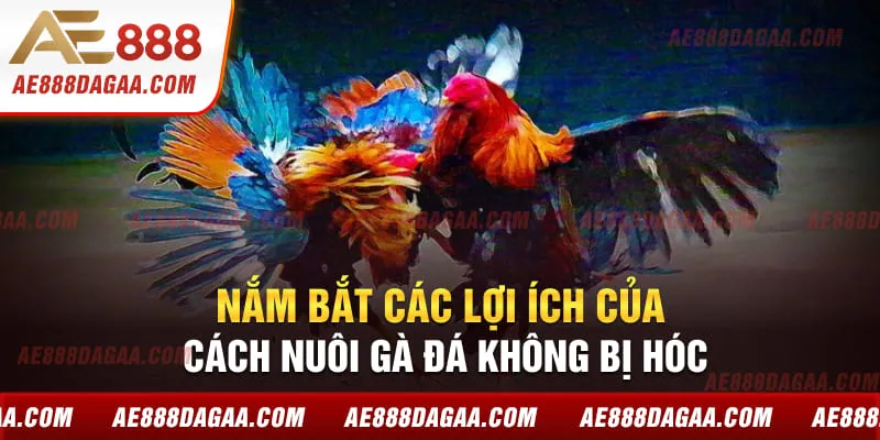 Nắm bắt các lợi ích của cách nuôi gà đá không bị hóc