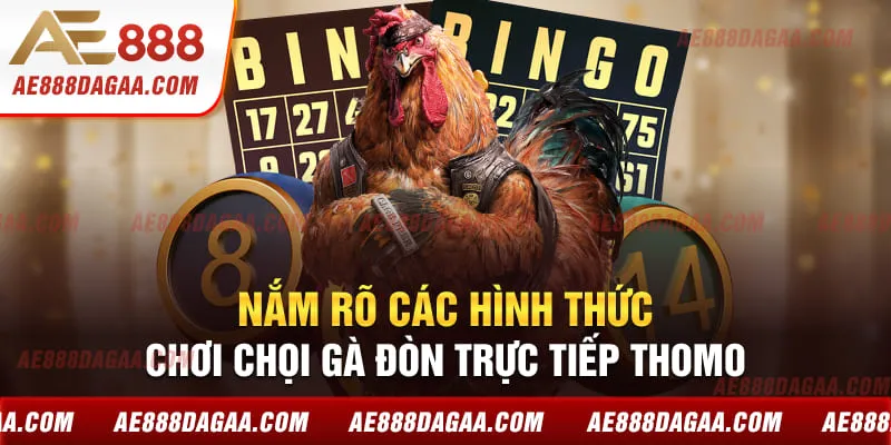 Nắm rõ các hình thức chơi chọi gà đòn trực tiếp Thomo