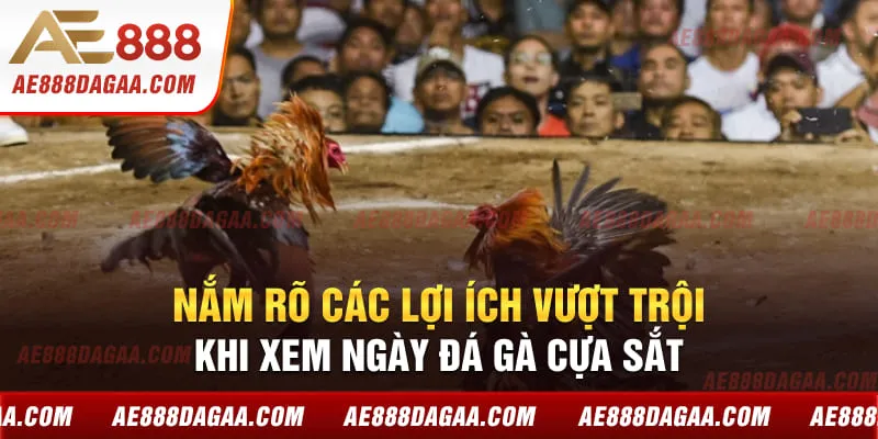 Nắm rõ các lợi ích vượt trội khi xem ngày đá gà cựa sắt