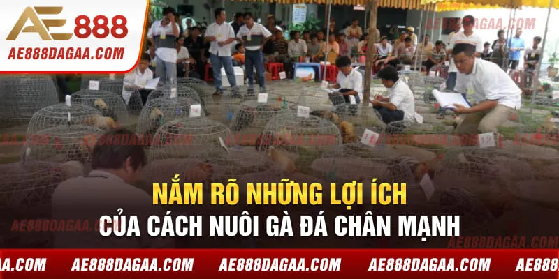 Nắm rõ những lợi ích của cách nuôi gà đá chân mạnh