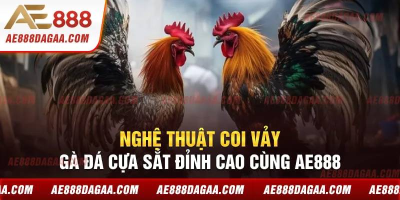 Nghệ Thuật Coi Vảy Gà Đá Cựa Sắt Đỉnh Cao Cùng AE888
